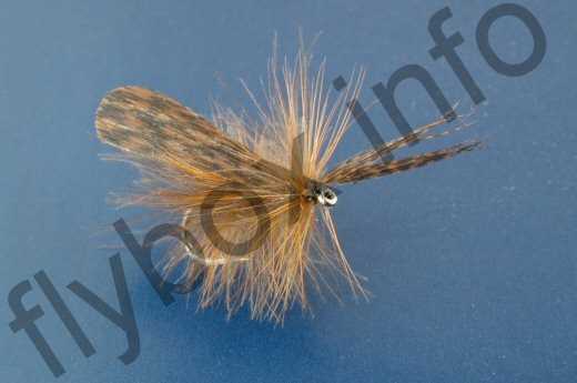 Palu's Mottled Sedge